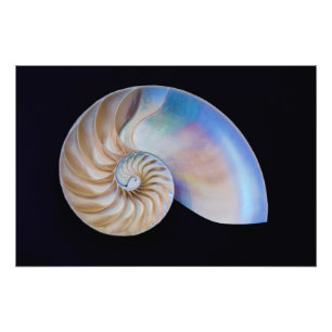 Im Inneren des Nautilus Fotodruck
