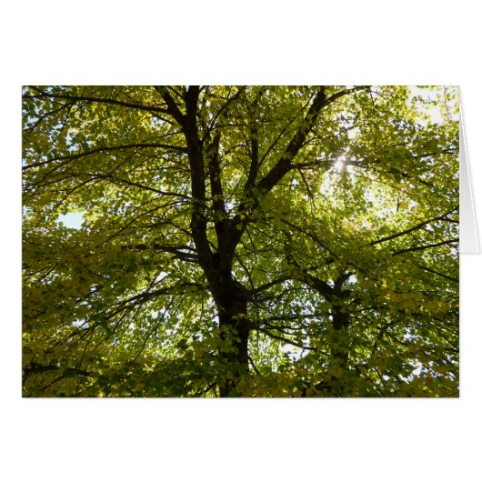 Im Inneren eines gelben Ahornbaumes die Herbstnatu (Vorderseite (Horizontal))