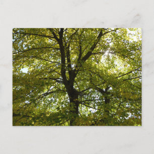 Im Inneren eines gelben Ahornbaums Herbst Postkarte