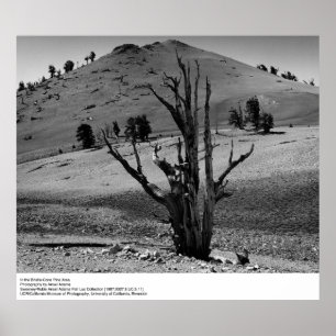 Im Kieferngebiet Bristle-Cone von Ansel Adams Poster