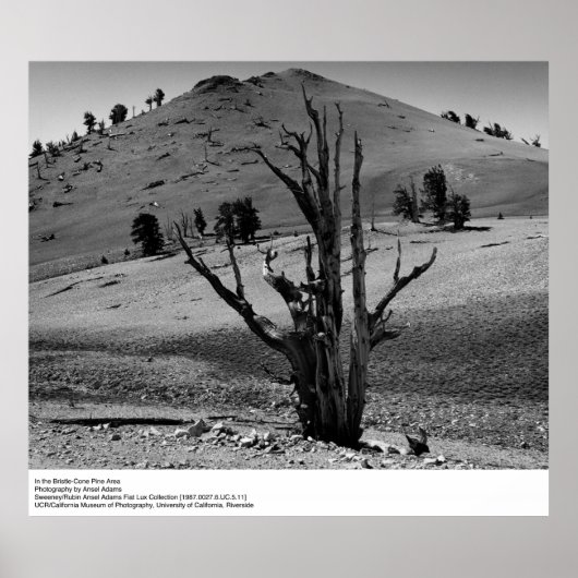 Im Kieferngebiet Bristle-Cone von Ansel Adams Poster (Vorne)