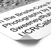 Im Kieferngebiet Bristle-Cone von Ansel Adams Poster (Ecke)