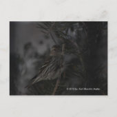 Im Kiefernwald Postkarte (Vorderseite)