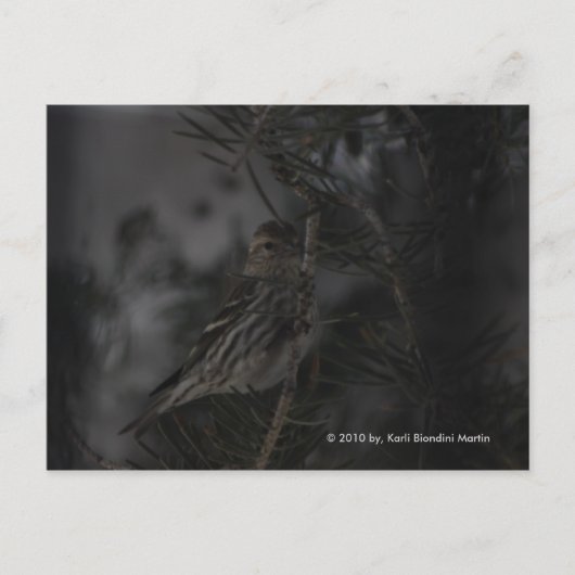 Im Kiefernwald Postkarte (Vorderseite)