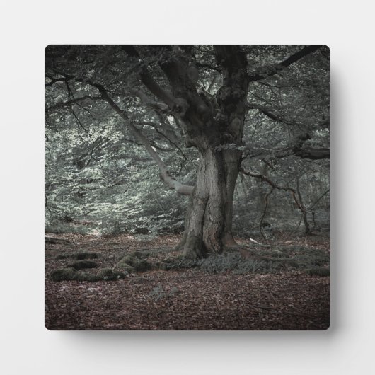 Im Märchenwald Fotoplatte (Vorderseite)