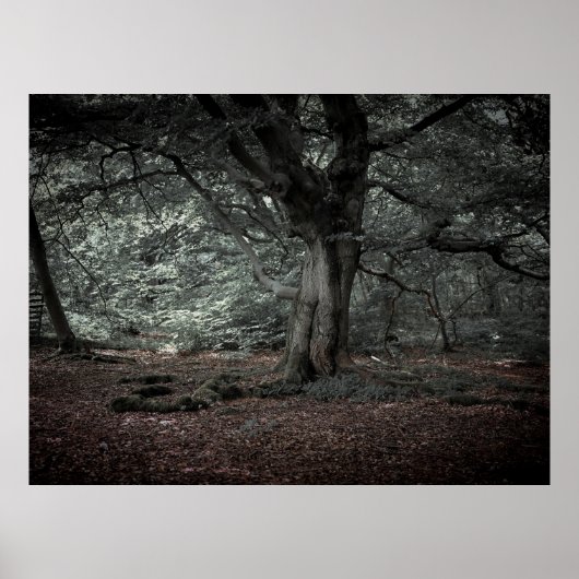 Im Märchenwald Poster (Vorne)