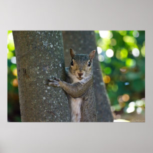 "I'm Nuts" Junge Eichhörnchen auf Baumplakat Poster