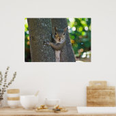 "I'm Nuts" Junge Eichhörnchen auf Baumplakat Poster (Küche)