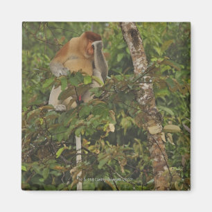 im Regenwald, Borneo Island, Malaysia Magnet