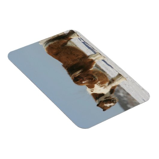 Im Schnee Stehende Miniaturpferde Magnet (Rechte Seite)