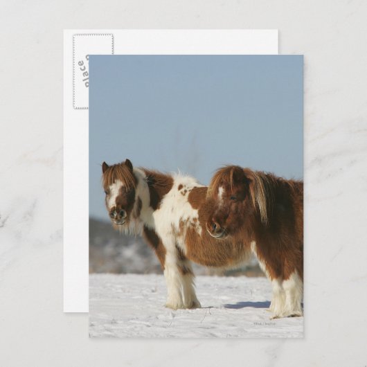 Im Schnee Stehende Miniaturpferde Postkarte (Vorne/Hinten)