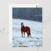 Im Schnee Stehendes Pferd Postkarte (Vorne/Hinten)