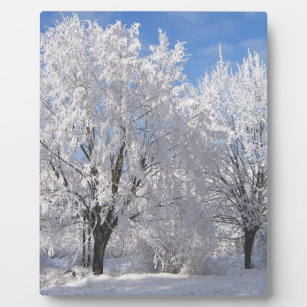 im Schnee, weiße Bäume im Winter Fotoplatte