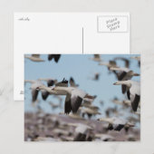 Im Socorro-Himmel explodieren Postkarte (Vorne/Hinten)