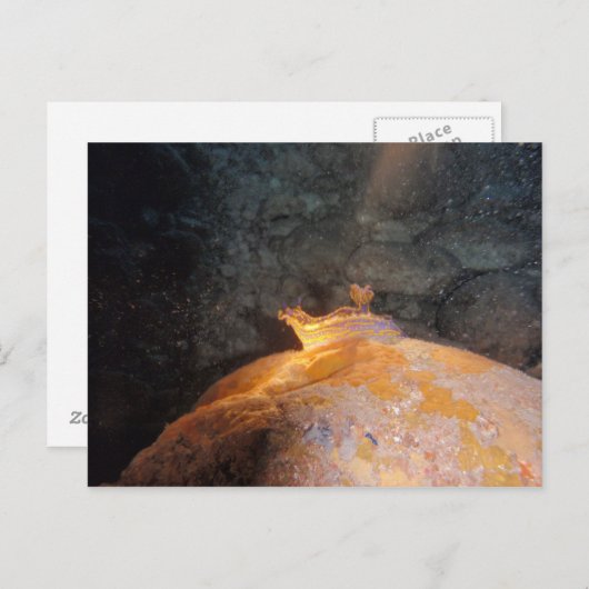 Im Spotlight gefangen Postkarte (Vorne/Hinten)