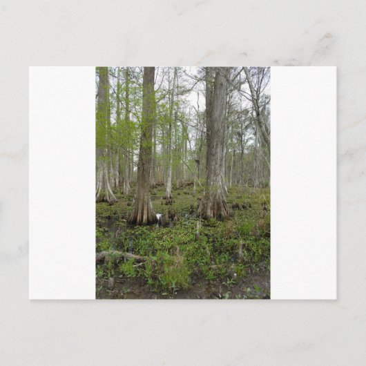 Im Sumpf Postkarte (Vorderseite)