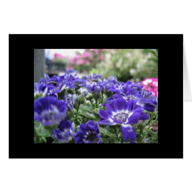 Im Veilchen… (Vorderseite (Horizontal))