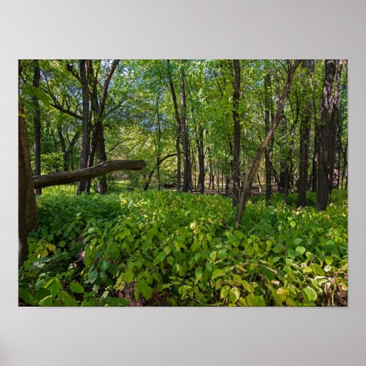im Wald am Fort, der einen Staat Park Poster (Vorne)