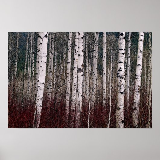 Im Wald. Poster (Vorne)