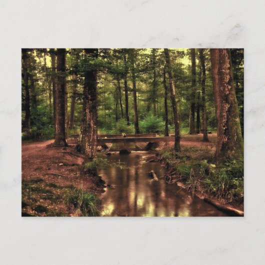 Im Wald Postkarte (Vorderseite)