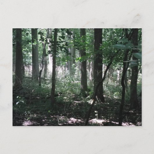 Im Wald Postkarte (Vorderseite)