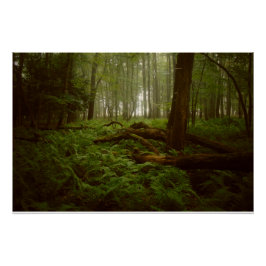 Im Wald verloren Poster