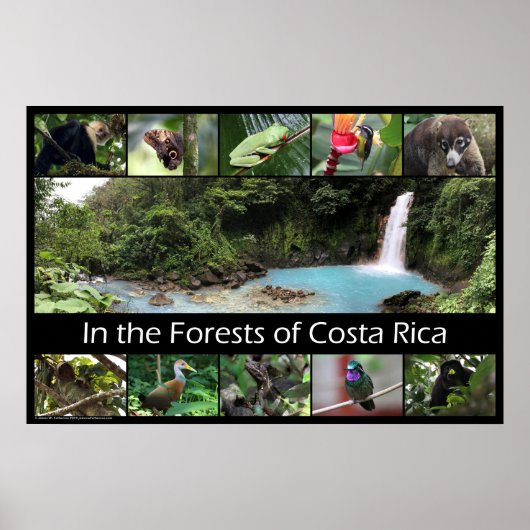 Im Wald von Costa Rica Poster (Vorne)