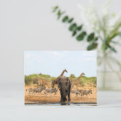 Im Waterhole Postkarte (Stehend Vorderseite)