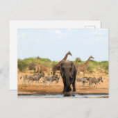 Im Waterhole Postkarte (Vorne/Hinten)