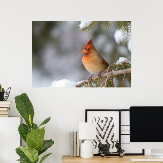 Im Winter in Fichtenbaum im Kardinal Poster (Heimbüro)