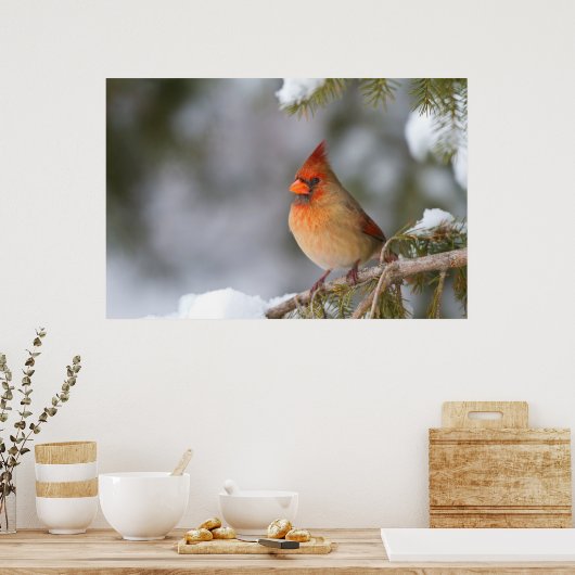 Im Winter in Fichtenbaum im Kardinal Poster (Küche)