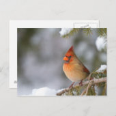 Im Winter in Fichtenbaum im Kardinal Postkarte (Vorne/Hinten)