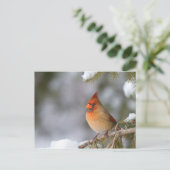 Im Winter in Fichtenbaum im Kardinal Postkarte (Stehend Vorderseite)