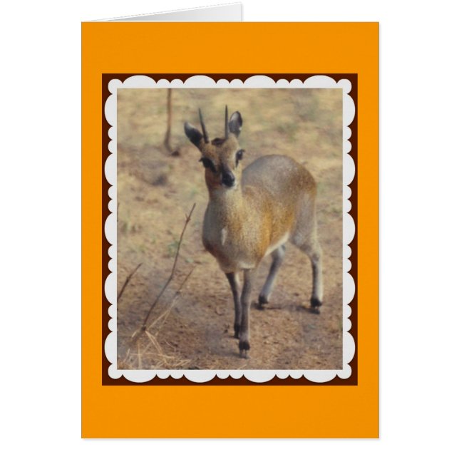 Im Zoo (Vorne)