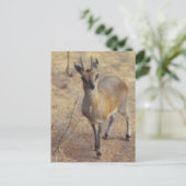 Im Zoo - Postkarte (Stehend Vorderseite)