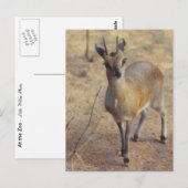 Im Zoo - Postkarte (Vorne/Hinten)