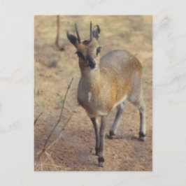 Im Zoo - Postkarte