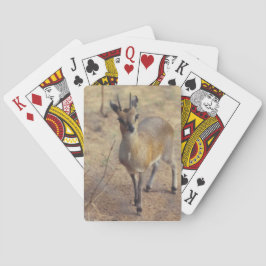 Im Zoo spielen Karten Spielkarten