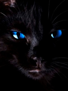 Schwarze Katze Mit Blauen Augen Gibt Es Schwarze Katzen