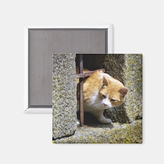 🧲 Imán "Gato mirando en Sayago" Magnet (Vorderseite/Rückseite)