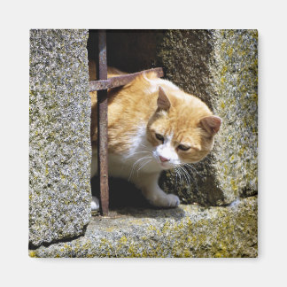 🧲 Imán "Gato mirando en Sayago" Magnet