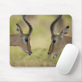 Imapla (Aepyceros melampus) wollend zu kämpfen, Mousepad (Mit Mouse)