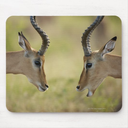 Imapla (Aepyceros melampus) wollend zu kämpfen, Mousepad (Vorne)