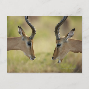 Imapla (Aepyceros melampus) wollend zu kämpfen, Postkarte
