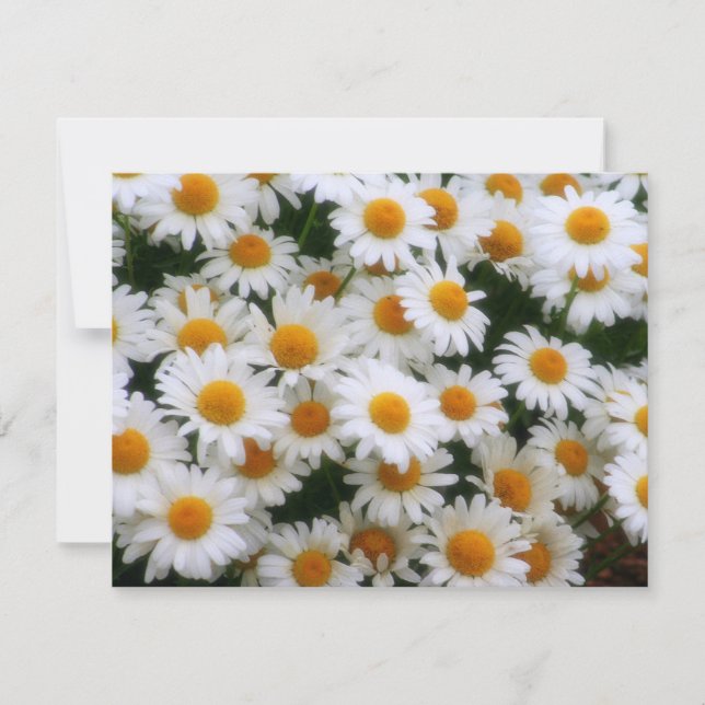 IMG_0066 Daisy Lovers (Vorderseite)