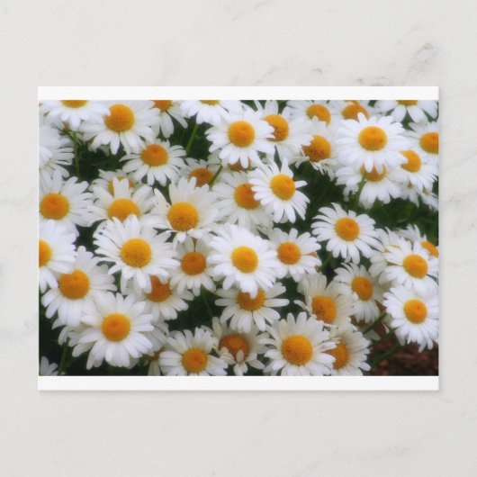 IMG_0066 Daisy Lovers Postkarte (Vorderseite)