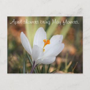 IMG_0371, Duschen April bringen Mai Blume. Postkarte