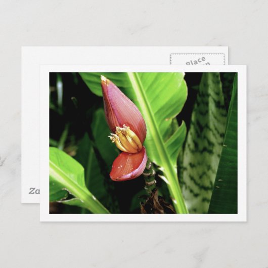 IMG_0432 POSTKARTE (Vorne/Hinten)