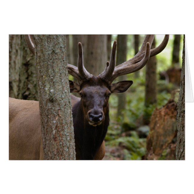 IMG_0560_elk3_12x18-062004 (Vorderseite (Horizontal))