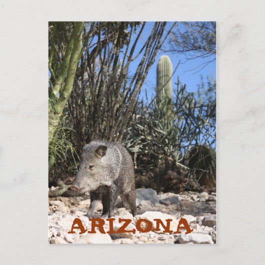 IMG_0830, ARIZONA POSTKARTE (Vorderseite)